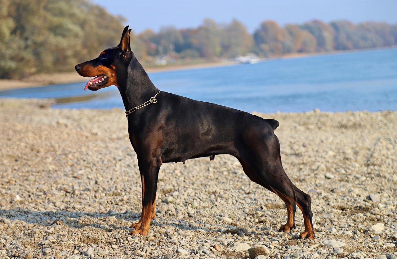 Services-02 doberman, black, pet, dog, animal, beautiful, nice, waterfront, stands