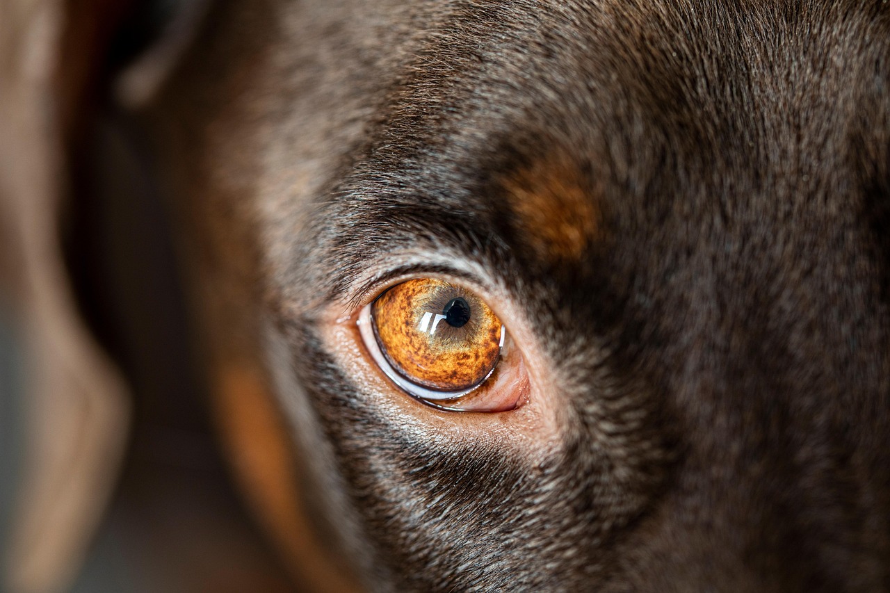 Services-01 dog, eye, head, pet, animal, domestic dog, canine, mammal, nature, doberman, focus, best friend, closeup