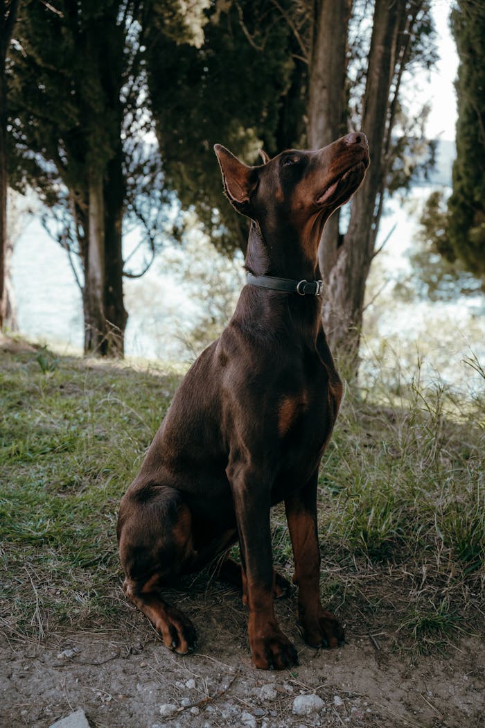 creative A Doberman sits gracefully outdoors surrounded by trees in Montenegro.